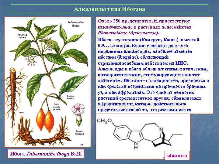 Алкалоиды типа Ибогана Около 250 представителей, присутствуют исключительно в растениях подсемейства Plumerioideae (Apocynaceae). Ибога