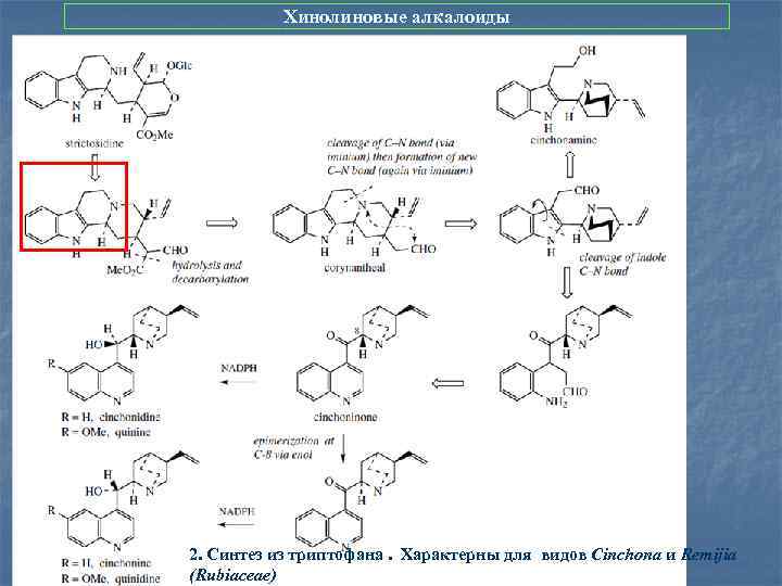 Хинолиновые алкалоиды 2. Синтез из триптофана. Характерны для видов Cinchona и Remijia (Rubiaceae) 