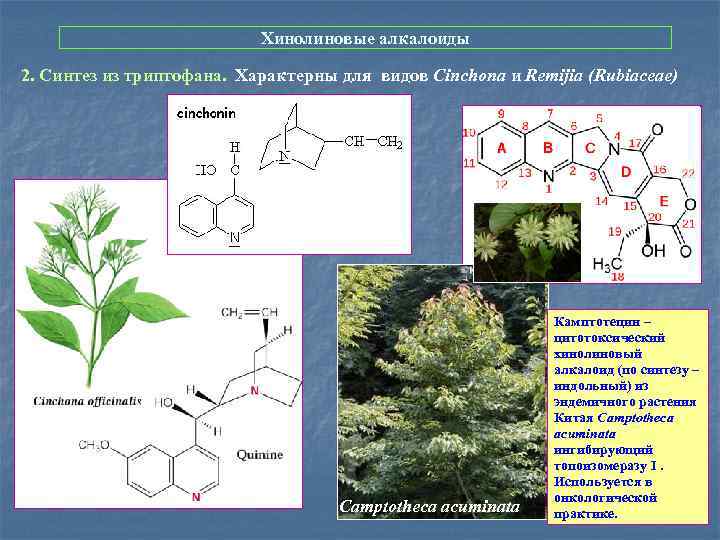 Хинолиновые алкалоиды 2. Синтез из триптофана. Характерны для видов Cinchona и Remijia (Rubiaceae) Camptotheca