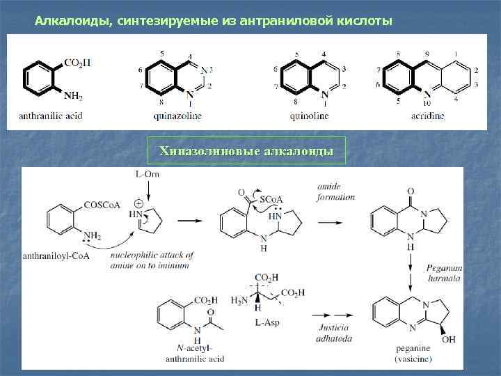 Алкалоиды, синтезируемые из антраниловой кислоты Хиназолиновые алкалоиды 