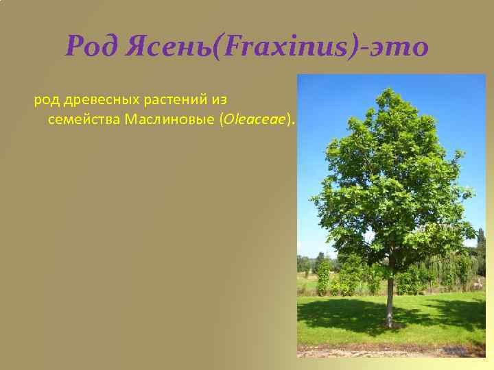 Род Ясень(Fraxinus)-это род древесных растений из семейства Маслиновые (Oleaceae). 