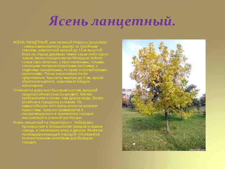 Ясень ланцетный. ЯСЕНЬ ЛАНЦЕТНЫЙ, или зеленый (Fraxinus lanceolata) - североамериканское дерево со стройным стволом,