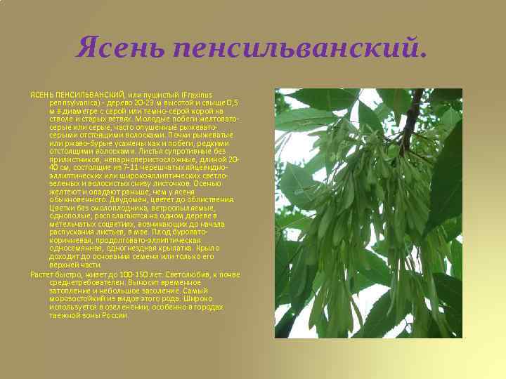 Слово ясень. Характеристика рода ясень. Ясень обыкновенный и ясень пенсильванский отличия. Область применения ясень. Характеристика стебля ясеня.