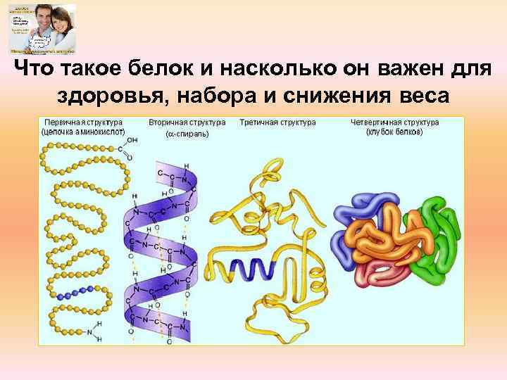 Что такое белок и насколько он важен для здоровья, набора и снижения веса 