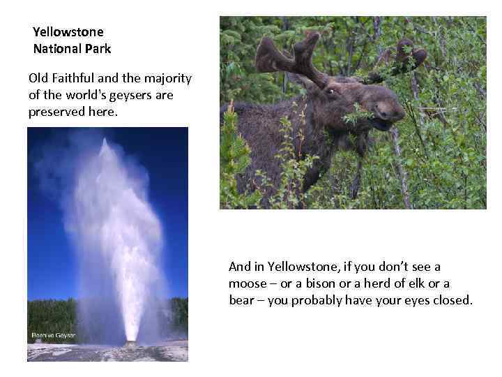 Yellowstone National Park Old Faithful and the majority of the world's geysers are preserved