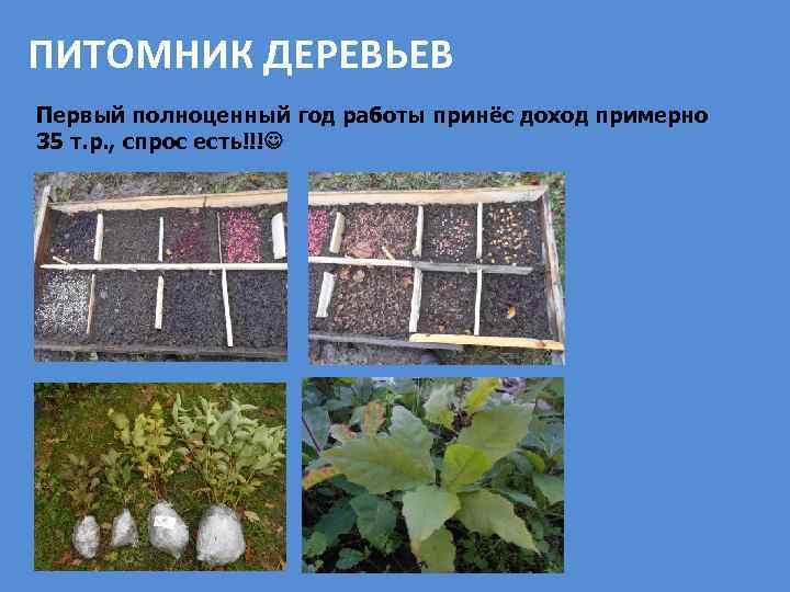 ПИТОМНИК ДЕРЕВЬЕВ Первый полноценный год работы принёс доход примерно 35 т. р. , спрос