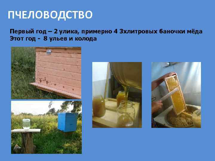 ПЧЕЛОВОДСТВО Первый год – 2 улика, примерно 4 3 хлитровых баночки мёда Этот год