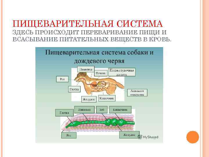 ПИЩЕВАРИТЕЛЬНАЯ СИСТЕМА ЗДЕСЬ ПРОИСХОДИТ ПЕРЕВАРИВАНИЕ ПИЩИ И ВСАСЫВАНИЕ ПИТАТЕЛЬНЫХ ВЕЩЕСТВ В КРОВЬ. 