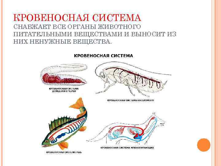 КРОВЕНОСНАЯ СИСТЕМА СНАБЖАЕТ ВСЕ ОРГАНЫ ЖИВОТНОГО ПИТАТЕЛЬНЫМИ ВЕЩЕСТВАМИ И ВЫНОСИТ ИЗ НИХ НЕНУЖНЫЕ ВЕЩЕСТВА.