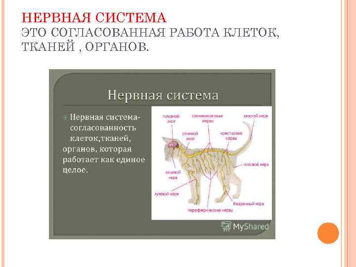 НЕРВНАЯ СИСТЕМА ЭТО СОГЛАСОВАННАЯ РАБОТА КЛЕТОК, ТКАНЕЙ , ОРГАНОВ. 