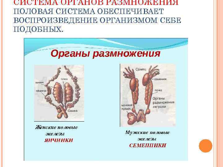 СИСТЕМА ОРГАНОВ РАЗМНОЖЕНИЯ ПОЛОВАЯ СИСТЕМА ОБЕСПЕЧИВАЕТ ВОСПРОИЗВЕДЕНИЕ ОРГАНИЗМОМ СЕБЕ ПОДОБНЫХ. 