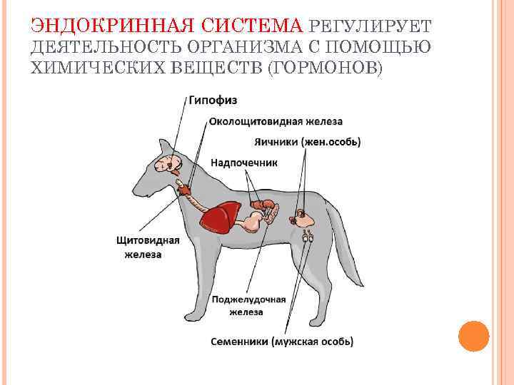 ЭНДОКРИННАЯ СИСТЕМА РЕГУЛИРУЕТ ДЕЯТЕЛЬНОСТЬ ОРГАНИЗМА С ПОМОЩЬЮ ХИМИЧЕСКИХ ВЕЩЕСТВ (ГОРМОНОВ) 