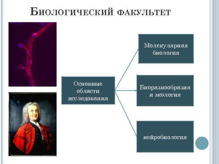 БИОЛОГИЧЕСКИЙ ФАКУЛЬТЕТ Молекулярная биология Основные области исследования Биоразнообразия и экология нейробиология 