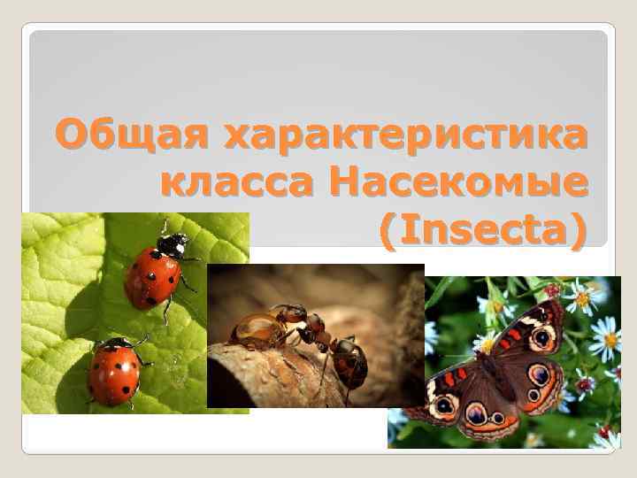 Общая характеристика класса Насекомые (Insecta) 
