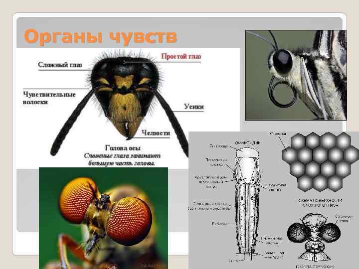Органы чувств 