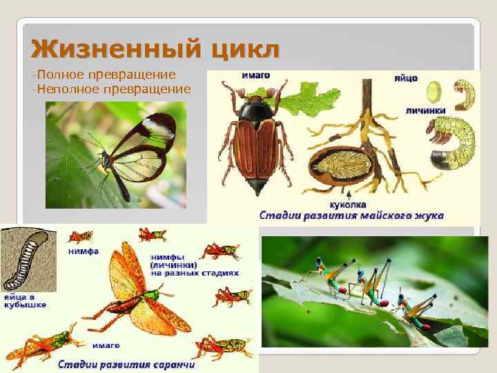 Какое развитие у жуков. Цикл развития насекомых с полным превращением. Жуки с полным превращением.