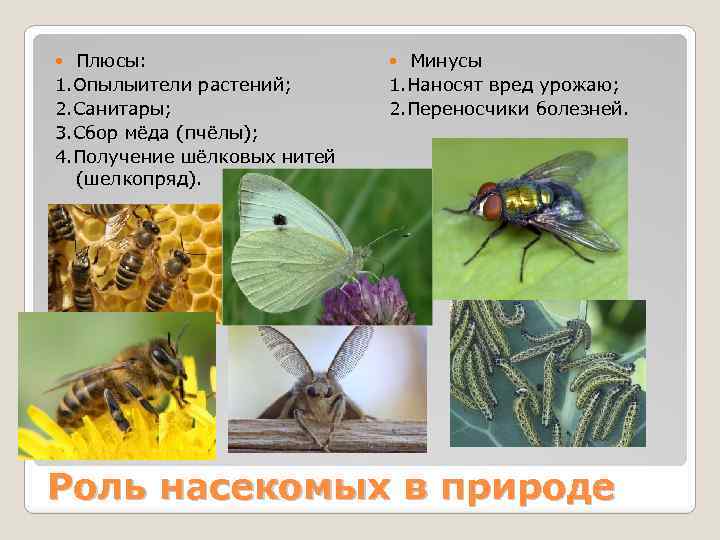 Плюсы: 1. Опылыители растений; 2. Санитары; 3. Сбор мёда (пчёлы); 4. Получение шёлковых нитей
