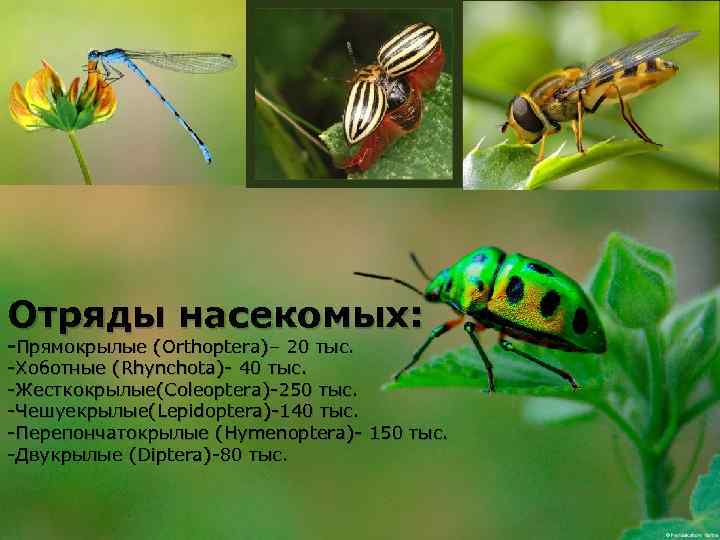 Отряды насекомых: -Прямокрылые (Orthoptera)– 20 тыс. -Хоботные (Rhynchota)- 40 тыс. -Жесткокрылые(Coleoptera)-250 тыс. -Чешуекрылые(Lepidoptera)-140 тыс.