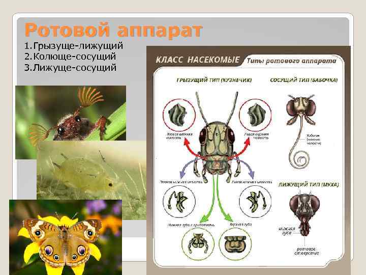 Типы ротовых аппаратов