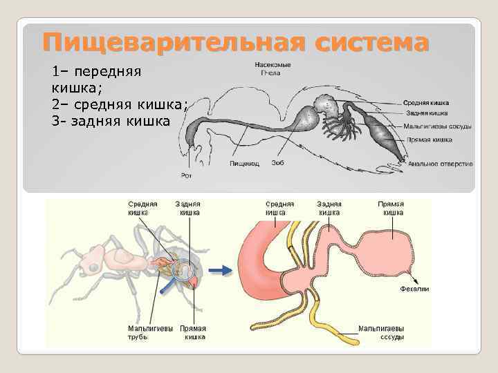 Пищеварительная система 1– передняя кишка; 2– средняя кишка; 3 - задняя кишка 