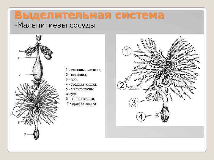 Выделительная система -Мальпигиевы сосуды 