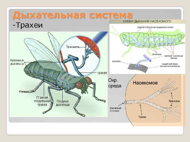 Системы класса насекомых. Дыхательная система насекомых.