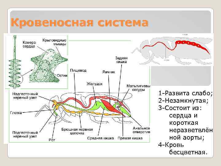 Кровеносная система 1 -Развита слабо; 2 -Незамкнутая; 3 -Состоит из: сердца и короткая неразветвлён