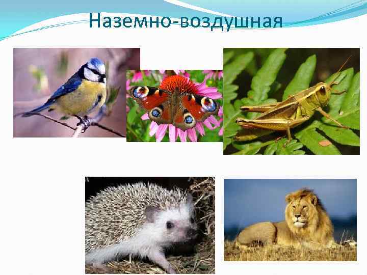 Наземно-воздушная 