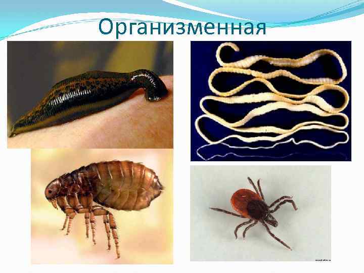 Организменная 