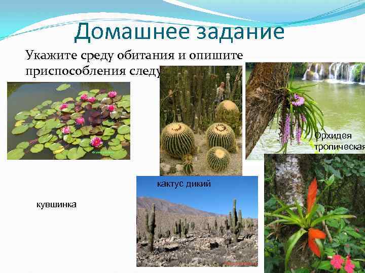 Домашнее задание Укажите среду обитания и опишите приспособления следующих растений: Орхидея тропическая кактус дикий