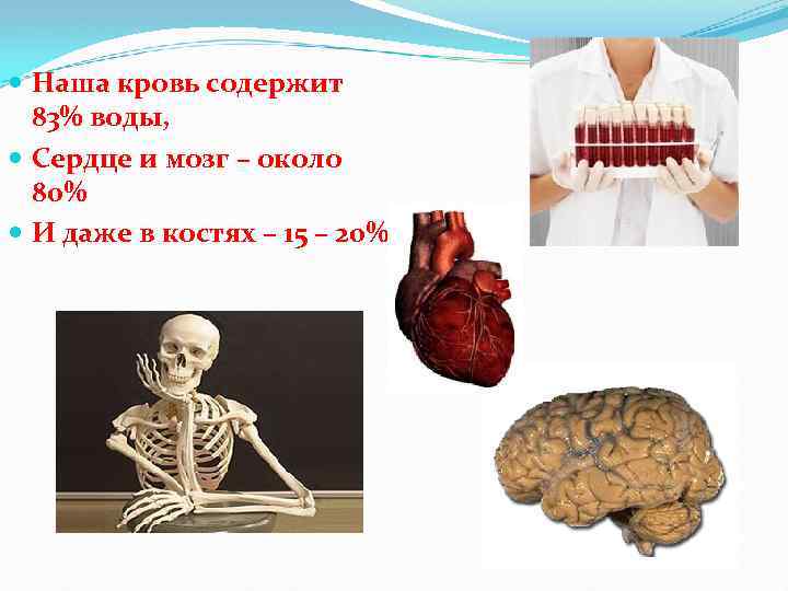  Наша кровь содержит 83% воды, Сердце и мозг – около 80% И даже