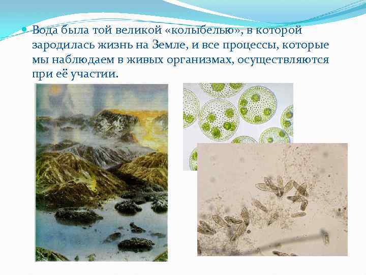  Вода была той великой «колыбелью» , в которой зародилась жизнь на Земле, и