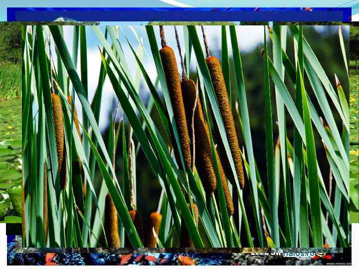 КТО ОБИТАЕТ В ВОДЕ? ? ? 