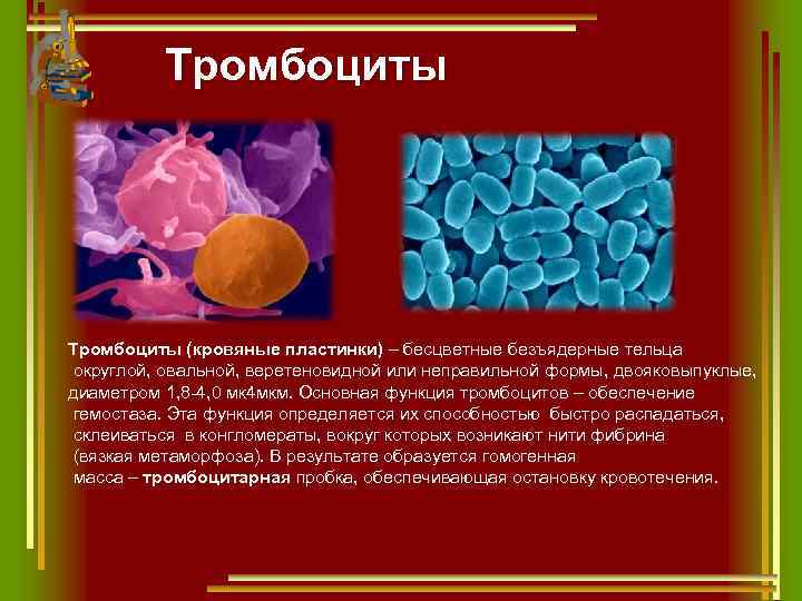 Тромбоциты (кровяные пластинки) – бесцветные безъядерные тельца округлой, овальной, веретеновидной или неправильной формы, двояковыпуклые,