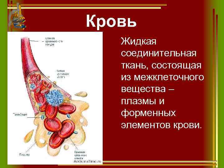 Кровь Жидкая соединительная ткань, состоящая из межклеточного вещества – плазмы и форменных элементов крови.