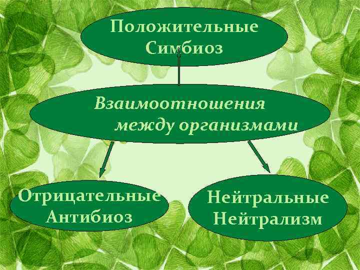 Положительные Симбиоз Взаимоотношения между организмами Отрицательные Антибиоз Нейтральные Нейтрализм 