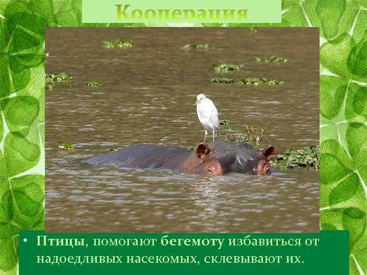  • Птицы, помогают бегемоту избавиться от надоедливых насекомых, склевывают их. 