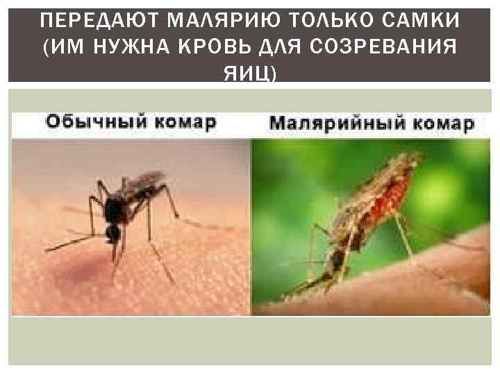 ПЕРЕДАЮТ МАЛЯРИЮ ТОЛЬКО САМКИ (ИМ НУЖНА КРОВЬ ДЛЯ СОЗРЕВАНИЯ ЯИЦ) 