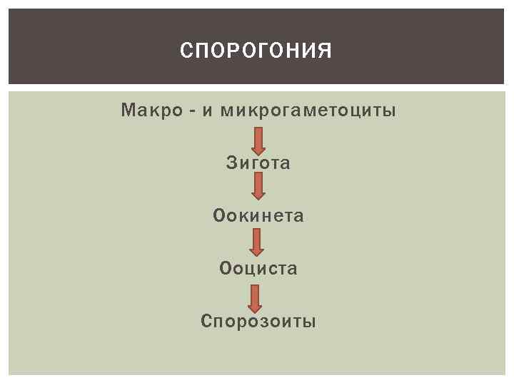 СПОРОГОНИЯ Макро - и микрогаметоциты Зигота Оокинета Ооциста Спорозоиты 