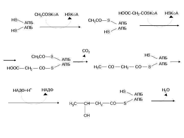 CH 3 COSKo. A HS HS HOOC-CH 2 -COSKo. A HSKo. A CH 3