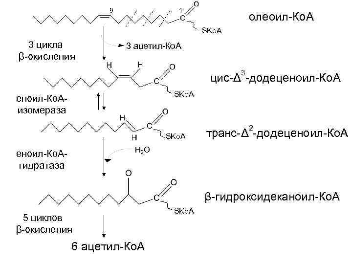 9 1 олеоил-Ко. А SKo. A 3 цикла β-окисления 3 ацетил-Ко. А 3 цис-Δ