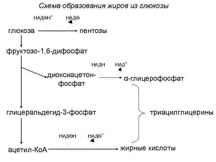 Схема образования жиров