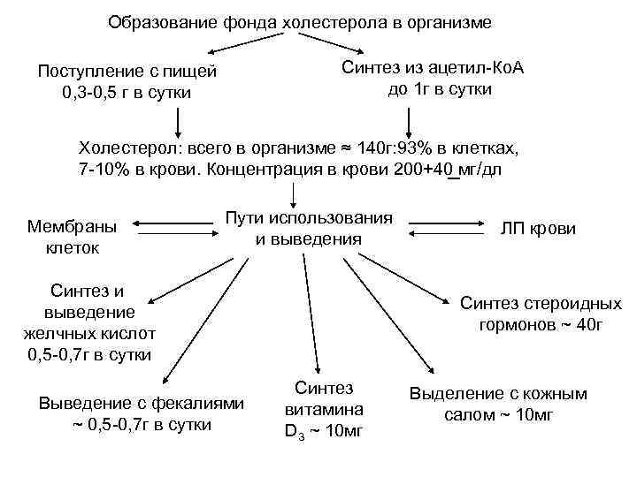 Образование фонда холестерола в организме Синтез из ацетил-Ко. А до 1 г в сутки