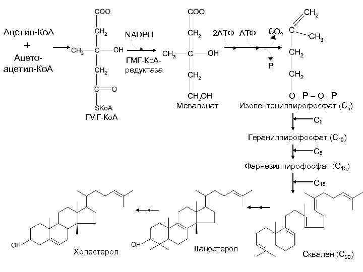 Ацетил-Ко. А NADPH + Ацетоацетил-Ко. А 2 АТФ ГМГ-Ко. Аредуктаза CO 2 Pi Мевалонат
