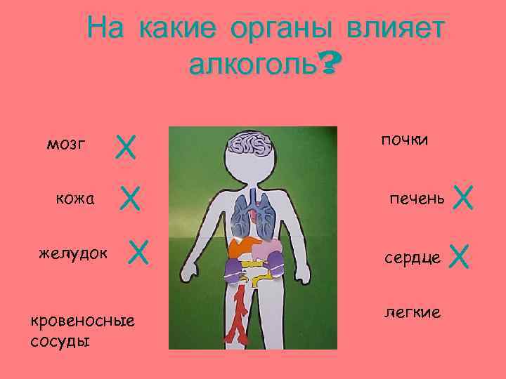 На какие органы влияет алкоголь? мозг кожа желудок X X X кровеносные сосуды почки