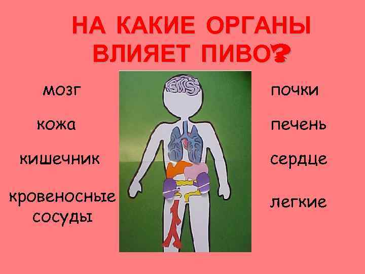 С работой каких органов. На какие органы влияет пиво. Какие органы на что влияют. Какие органы влияют на настроение. На какие органы влияет бумага.