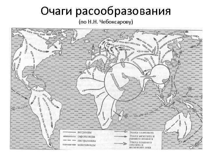 Очаги расообразования (по Н. Н. Чебоксарову) 