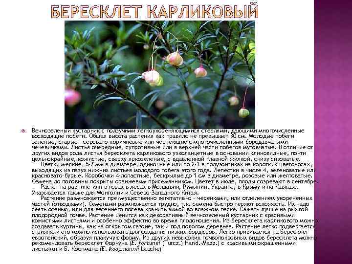  Вечнозеленый кустарник с ползучими легкоукореняющимися стеблями, дающими многочисленные восходящие побеги. Общая высота растения