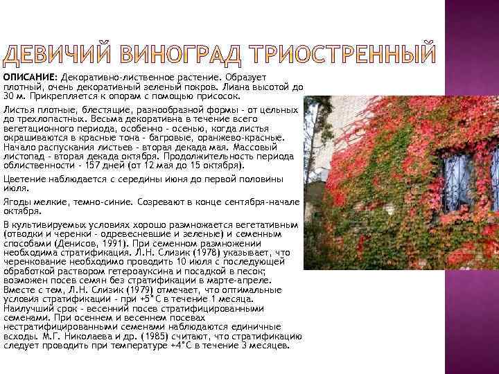 ОПИСАНИЕ: Декоративно-лиственное растение. Образует плотный, очень декоративный зеленый покров. Лиана высотой до 30 м.