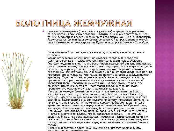  Болотница жемчужная (Eleocharis margaritacea) — грациозное растение, относящееся к семейству осоковых. Болотница нежна